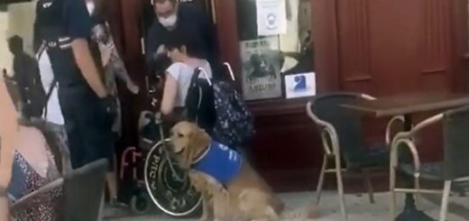 chien assistance refusé d'entrer café