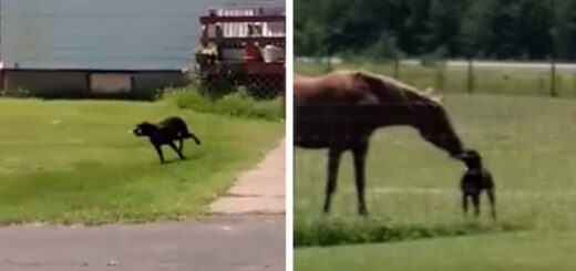 chien carotte cheval
