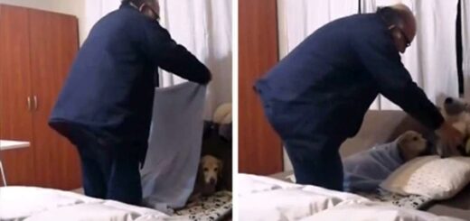 chien douce routine du coucher