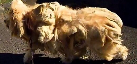 chien fourrure cacao