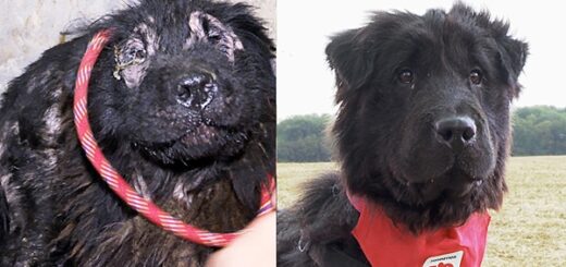 chien métamorphose patapouf