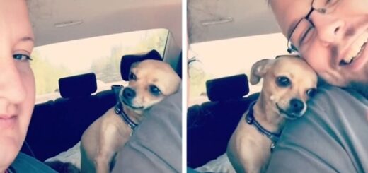 chien montre à la femme que son mari lui appartient