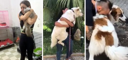 chien reunion Beyrouth