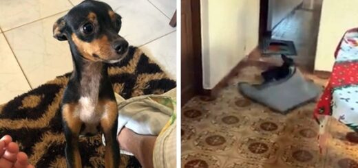 chien tapis fauteuil roulant