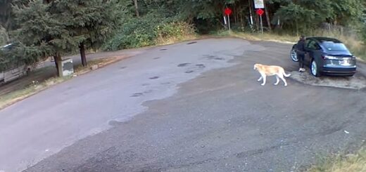 femme abandonne chien golden retriever