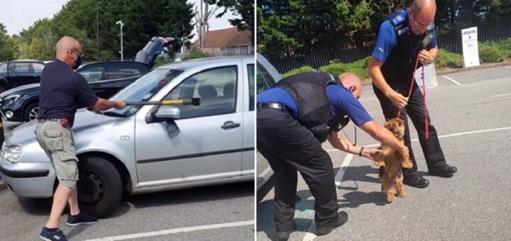 homme sauve chien voiture hache