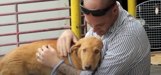 marine chien retrouvailles