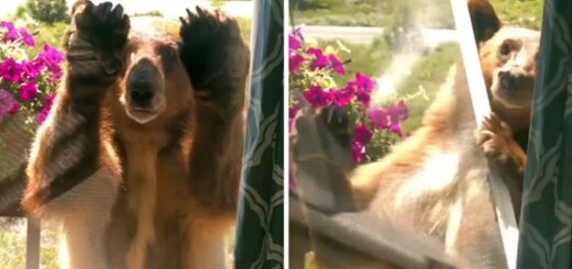 ours fenêtre maison