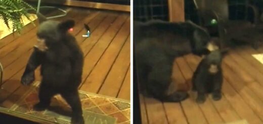 ourse maison fenêtre