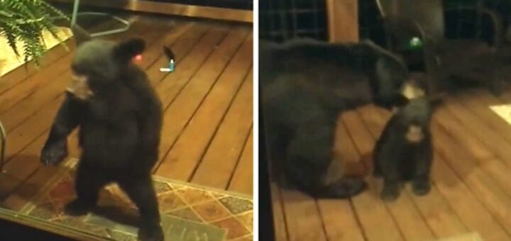 ourse maison fenêtre