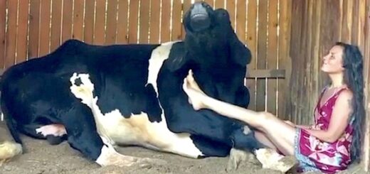 vache femme chantent duo