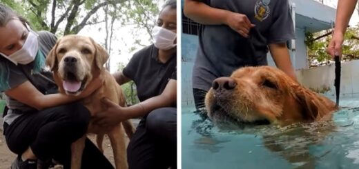 chien abandonné seconde chance