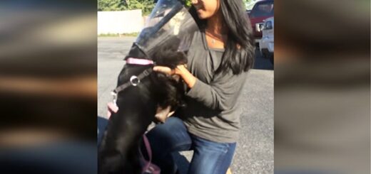 chien aveugle cocker