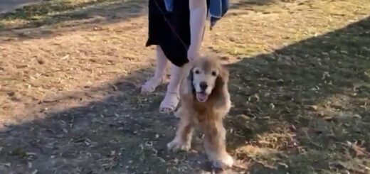 chien aveugle sent propriétaire