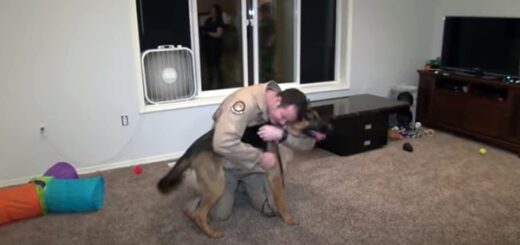 chien berger allemand retrouvailles militaire