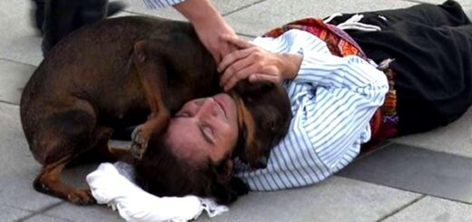 chien réconforte acteur