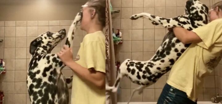 chien veut pas prendre bain