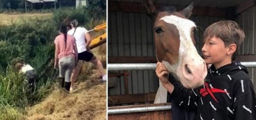 garçon sauve cheval noyade