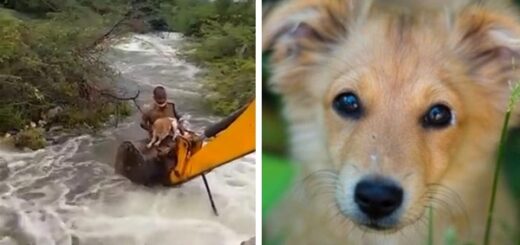 homme excavatrice sauve chien