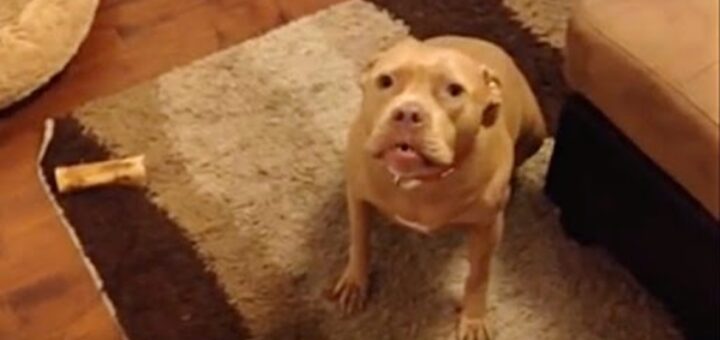 roxy pitbull n'aime pas que son maître rentre tard