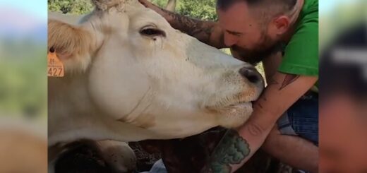vache remercie sauveteur veau