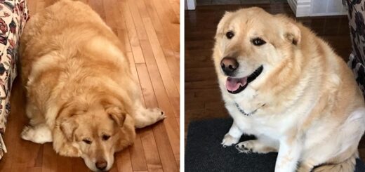 vétérinaire refuse d'euthanasier Golden Retriever obèse