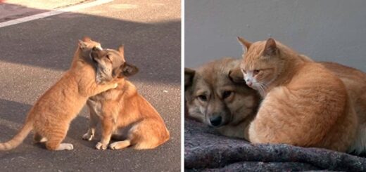 chien abandonné réconforté chat