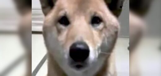 chien aboyer doucement