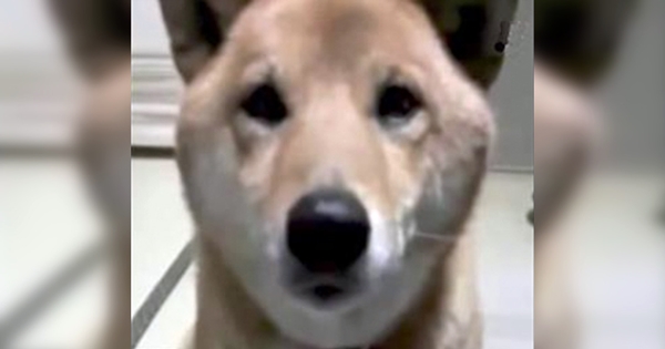 chien aboyer doucement