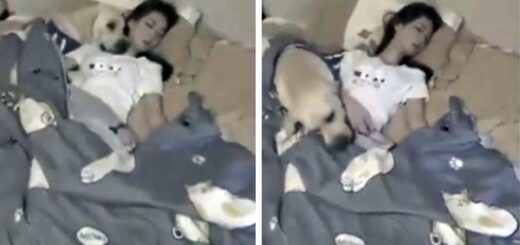 chien couverture lit