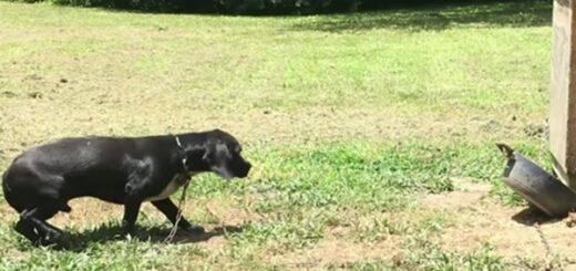 chien enchaîné liberté