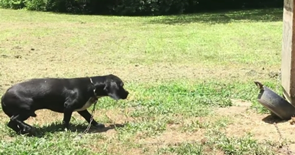 chien enchaîné liberté