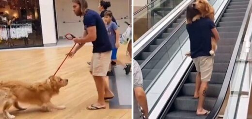 chien golden retriever peur escalator