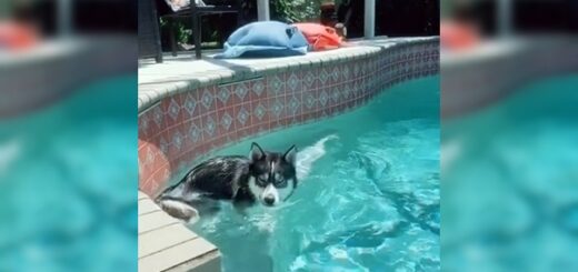 chien husky piscine
