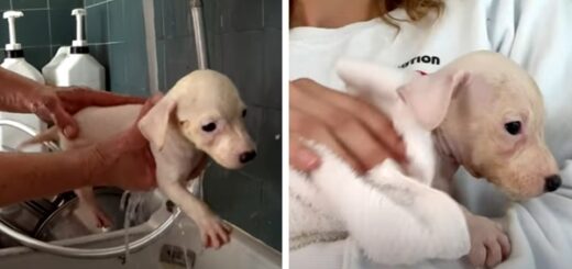 chien jack russell sauvetage