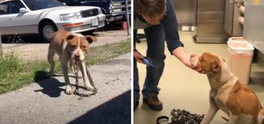 chien liberte chaine