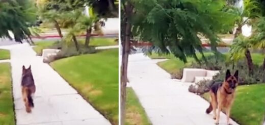 chien perd propriétaire promenade