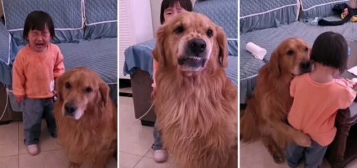 chien protège et réconforte petite fille