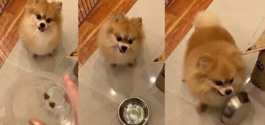 chien régime deux croquettes