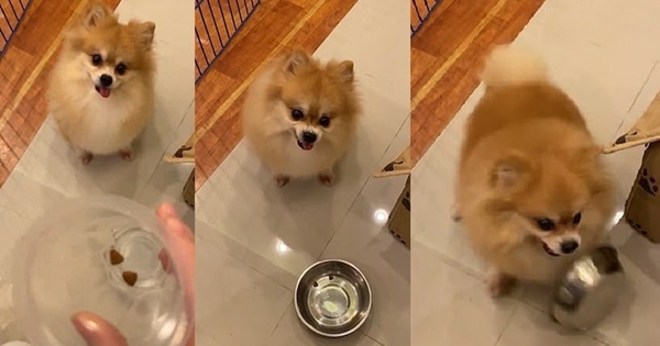 chien régime deux croquettes