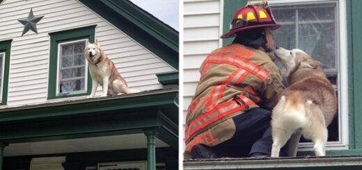 chien toit pompier
