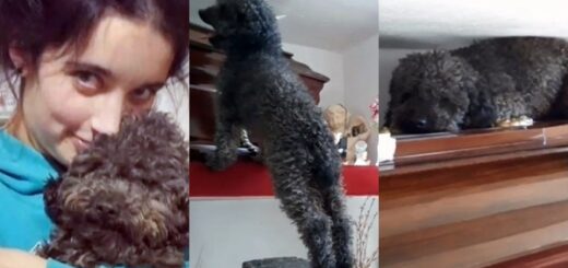 chien visite cerceuil proprietaire