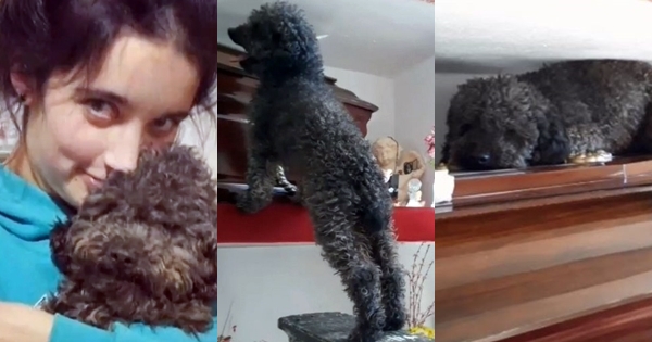 chien visite cerceuil proprietaire