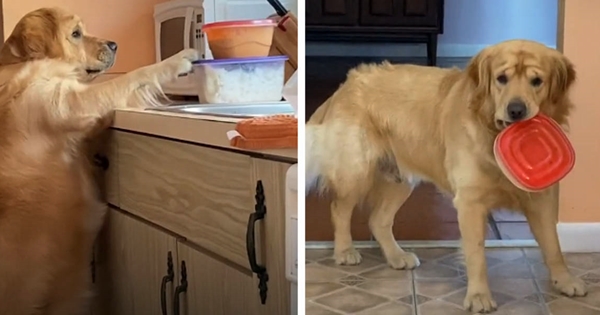 chien voler nourriture