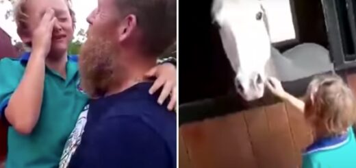 enfant pleur surprise cheval