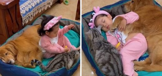 fille sieste chien chat