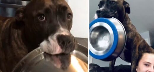 mya pitbull rituel manger