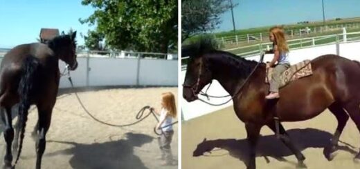 petite fille cheval sans selle