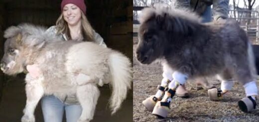 ponette marche 1er fois