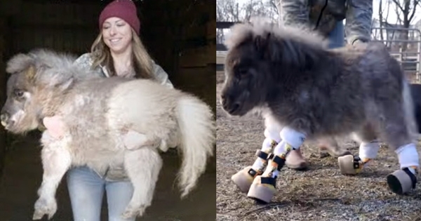 ponette marche 1er fois